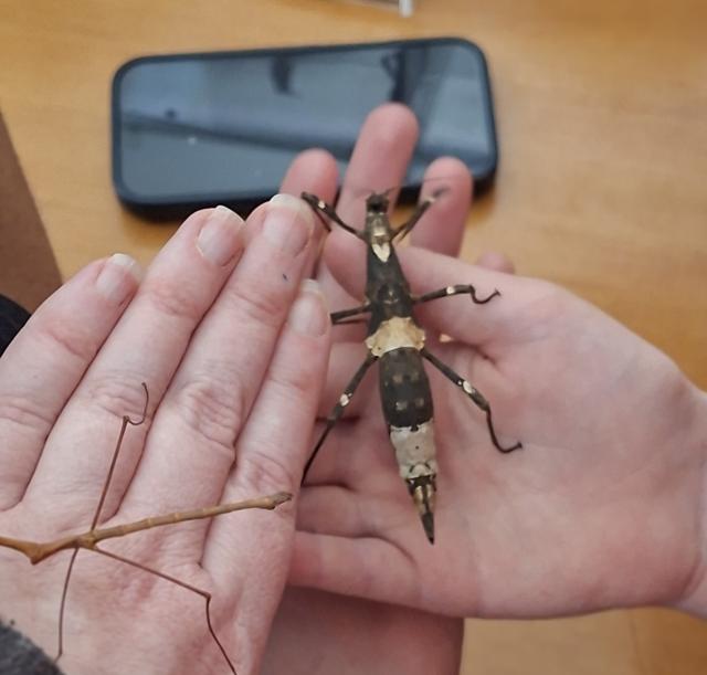 Stabheuschrecken auf den Händen von Kindern
